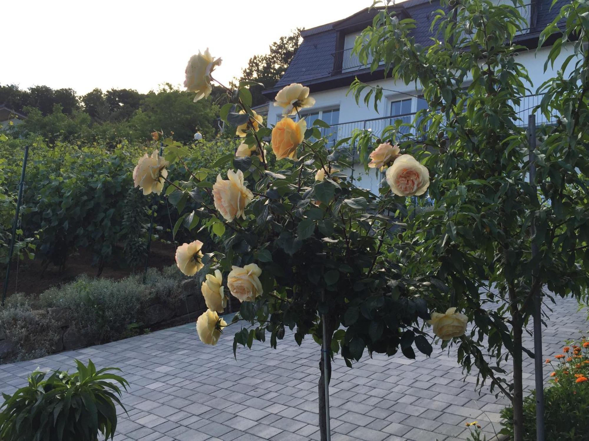 Idyllisches Wohnen Weinberg Apartment